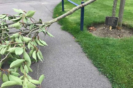 Appeal to help Police identify Quad tree vandal featured image