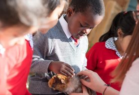Fairfield children look after a hamster