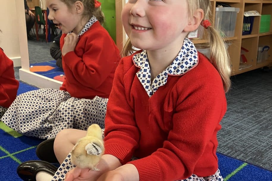 Baby Chicks visit Fairfield Reception featured image