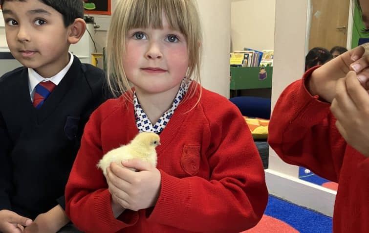 Baby Chicks visit Fairfield Reception featured image