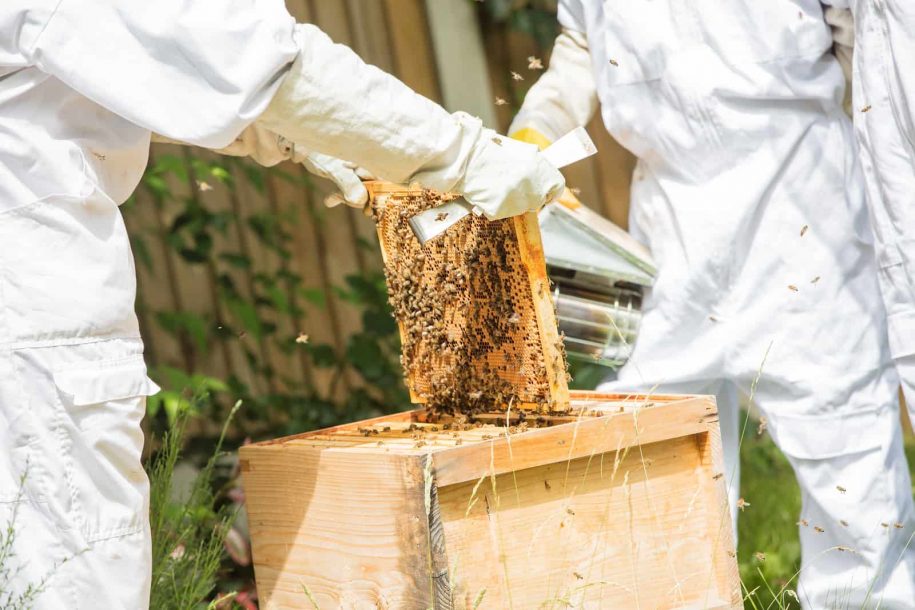 Beekeeping Club featured image